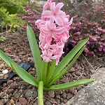 Orchidea Del Garda